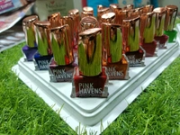 6011 Pink Havens Nailpolish 