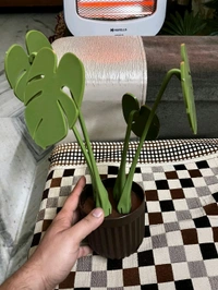 Monstera coaster plantMagnetic leafs with pot