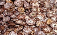 Supari Cutting - 100g