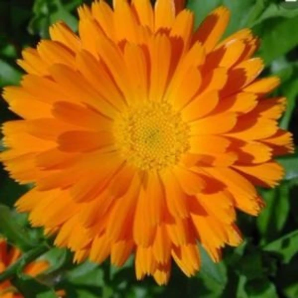 Calendula - 15 ml