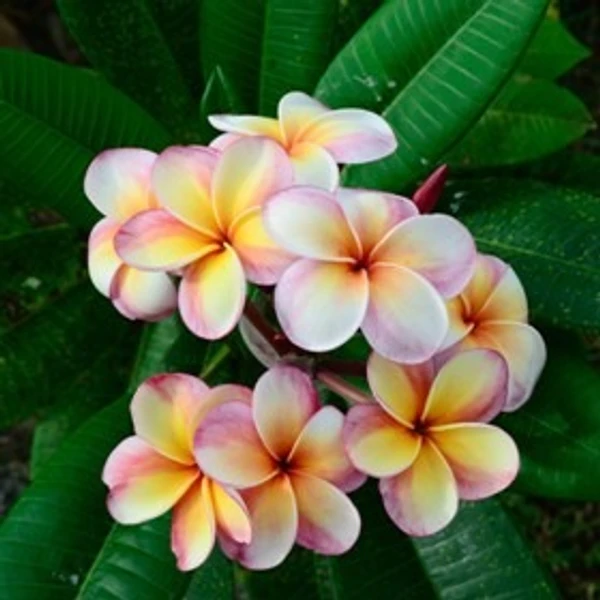 Frangipani Essential Oil - 15 ml