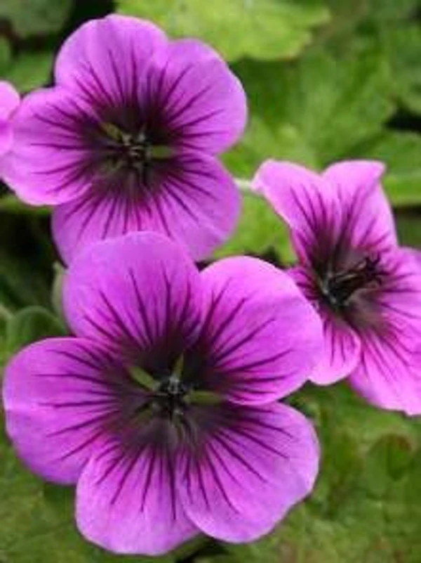 Geranium Essential Oil - 15 ml