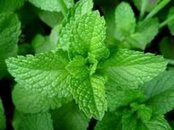 Peppermint  Essential Oil - 15 ml