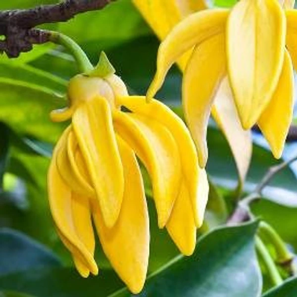 Ylang Ylang Essential Oil - 15 ml