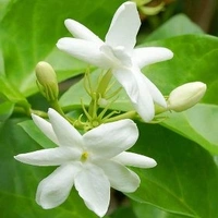 Jasmine Agarbatti Perfume - Mogra perfume - 1 kg, Chetta