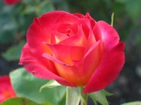 Rose Agarbatti Perfume - 100 g, Chetta
