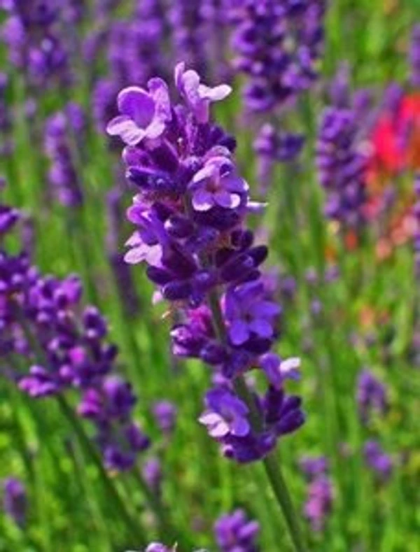 Lavender - Agarbatti Perfume - 1 kg, Chetta