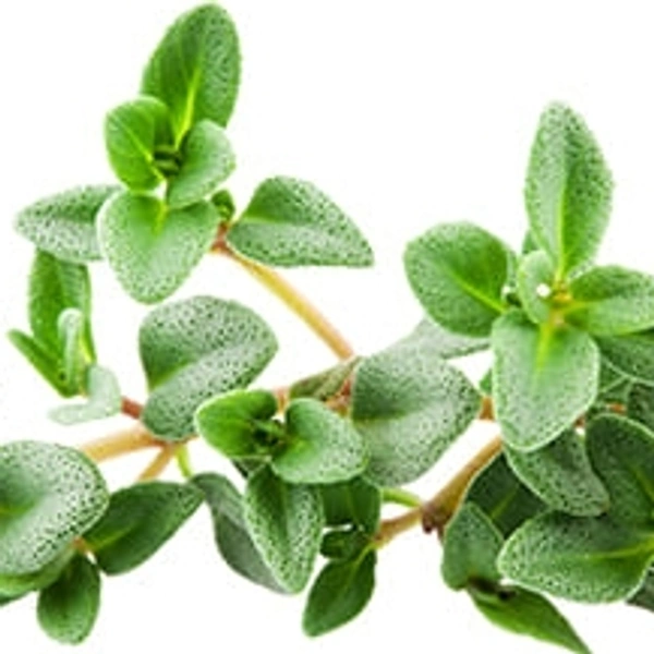 Thyme Essential Oil - 15 ml