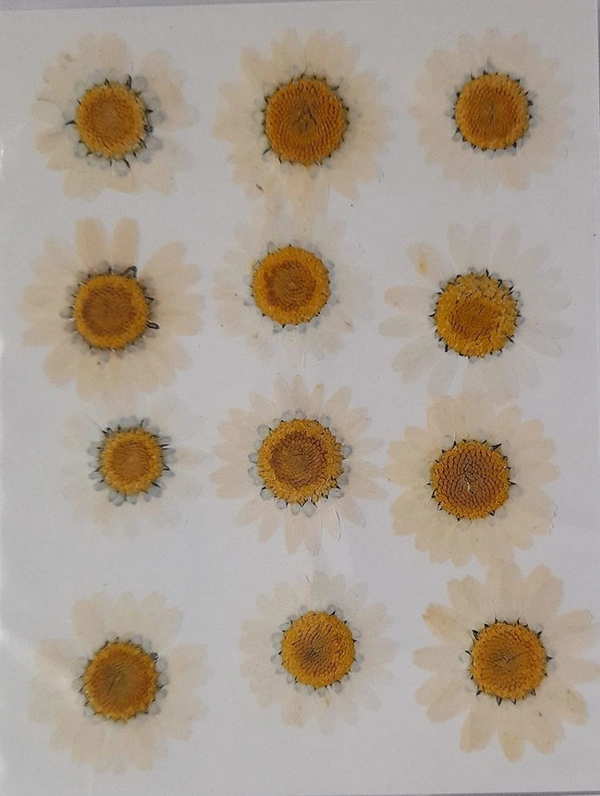 Daisy Pack 12 