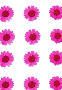 Daisy Pack 12 