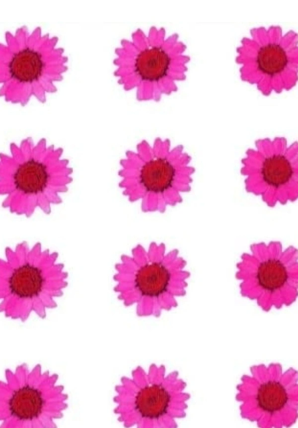 Daisy Pack 12 