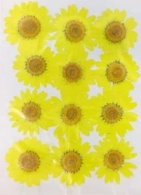 Daisy Pack 12 
