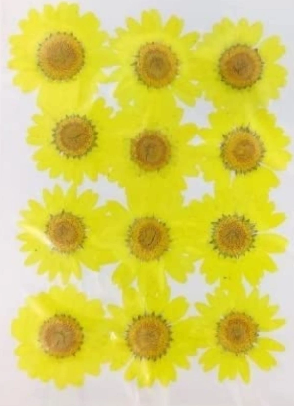 Daisy Pack 12 