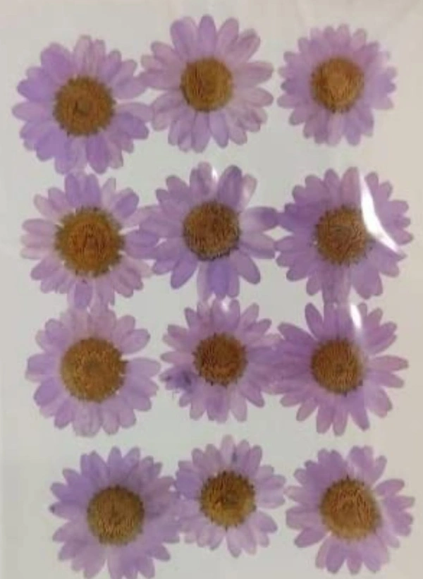 Daisy Pack 12 