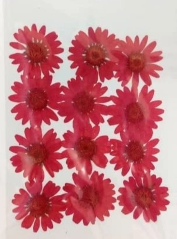 Daisy Pack 12 