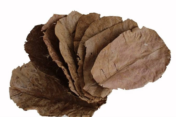 Indian Almond Leaf