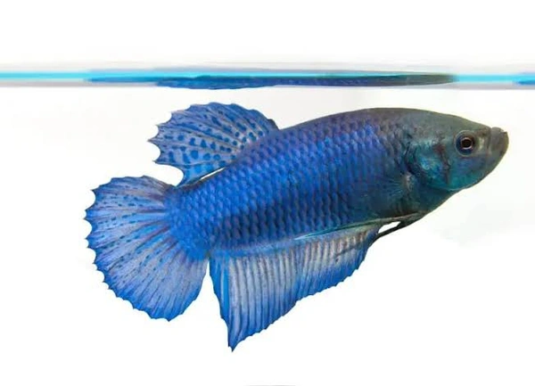 Betta Female OHM  ( Egg Loaded )