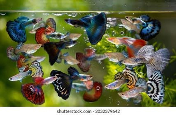 Mixed Guppy 1 Male , 3 Female  - BREEDING