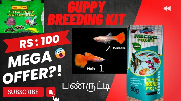 Guppy Breeding Kit 