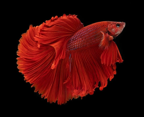 BETTA Solid  - Red, Small Size
