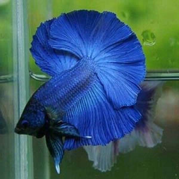 BETTA Solid  Blue  - Blue, Small Size