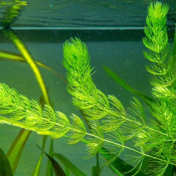 FOXTAIL plant 