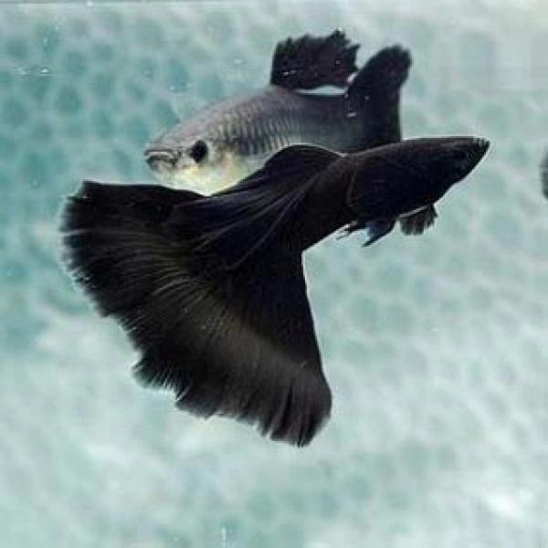 Jet Black Guppy Pair (Semi Adult ) - Black