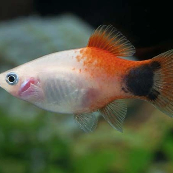 Mickymouse Platty Pair  - Red, Breeding