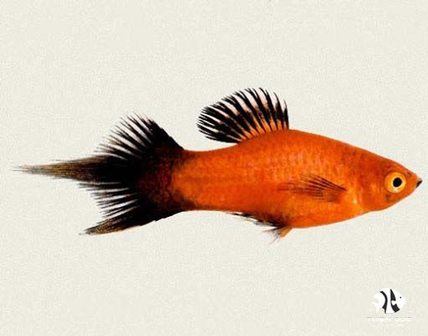 Pin Tail Platty Breeding Pair  - Red