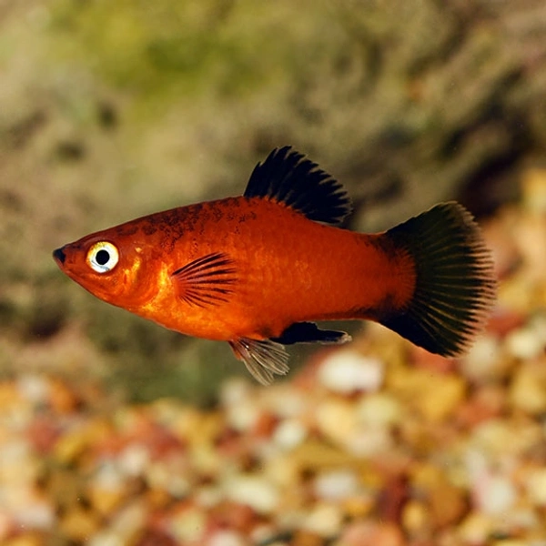Platty Red ( Breeding Pair ) 1 Male 2 Female 