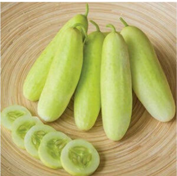 Cucumber ( Safed Kakdi ) : - 1kg