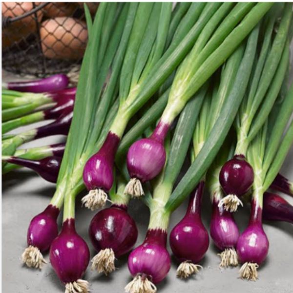 Spring Onion ( kanda patta ) : - 1 gaddi