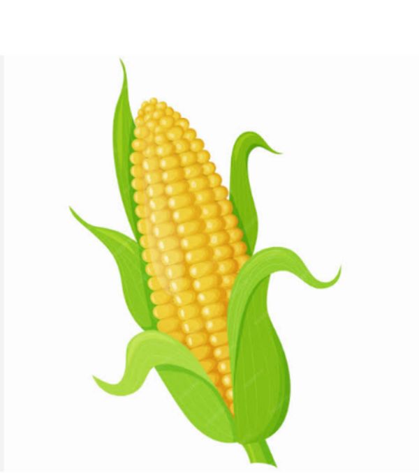 Corn ( makka ) : - 1 pc