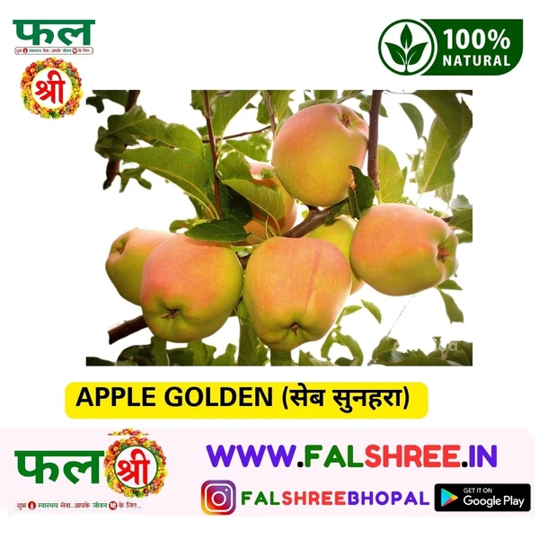 APPLE GOLDEN (सेब सुनहरा) 