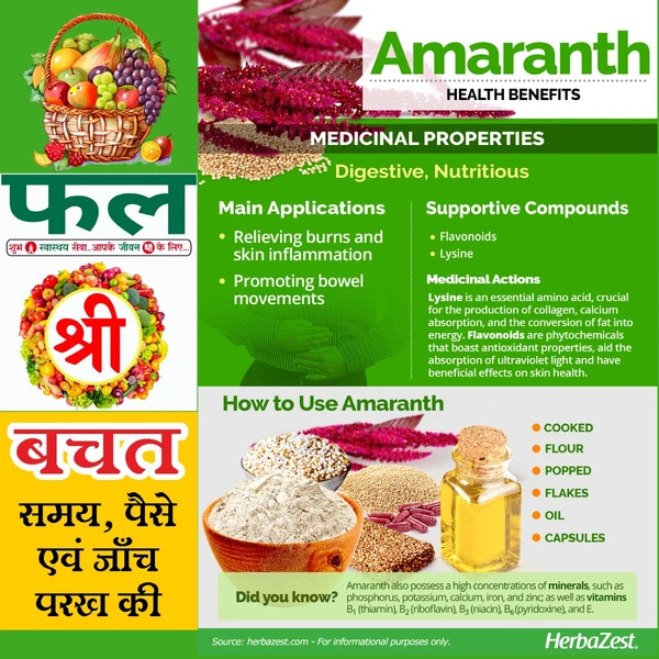 AMARANTH LEAVES (चोलाई लाल भाजी ) - 2