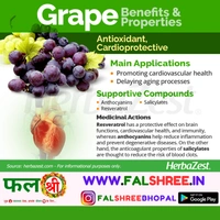 GRAPES BLACK (�??�??�?���? �??�??�??��?�?�) - 500