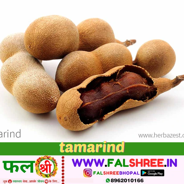 TAMARIND HYBRID (इमली)