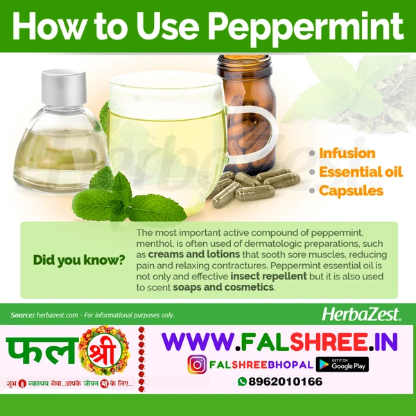 PEPPERMINT (पुदीना )