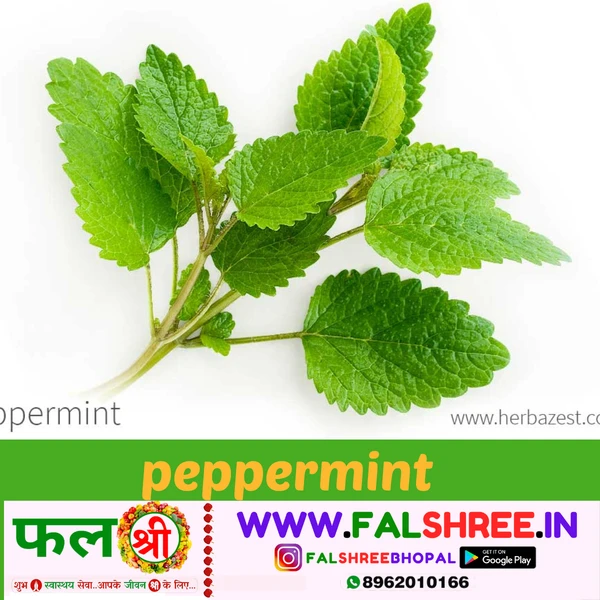 PEPPERMINT (पुदीना )