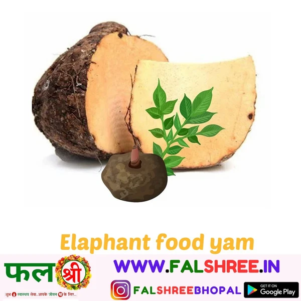 ELEPHANT FOOT YAM (जिमीकंद)