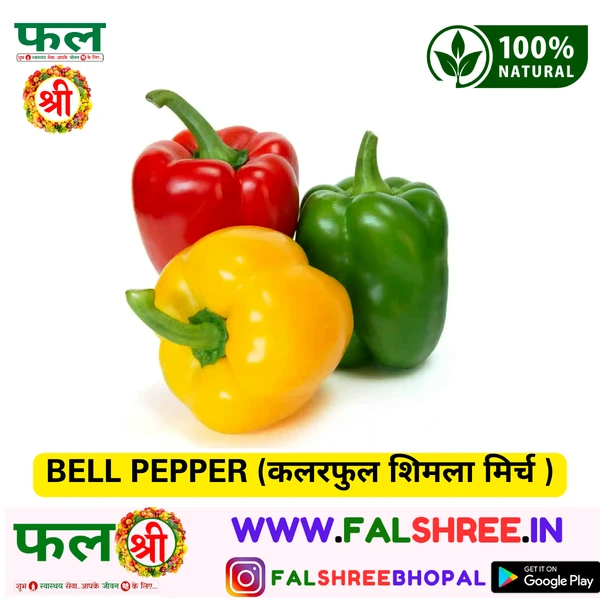 BELL PEPPER (कलरफुल शिमला मिर्च )