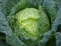 CABBAGE (पत्ता गोभी ) - 500g