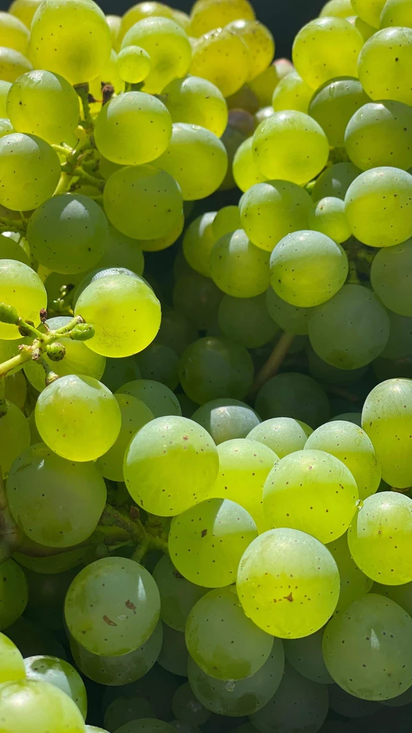 GRAPES (अंगूर ) - 250g