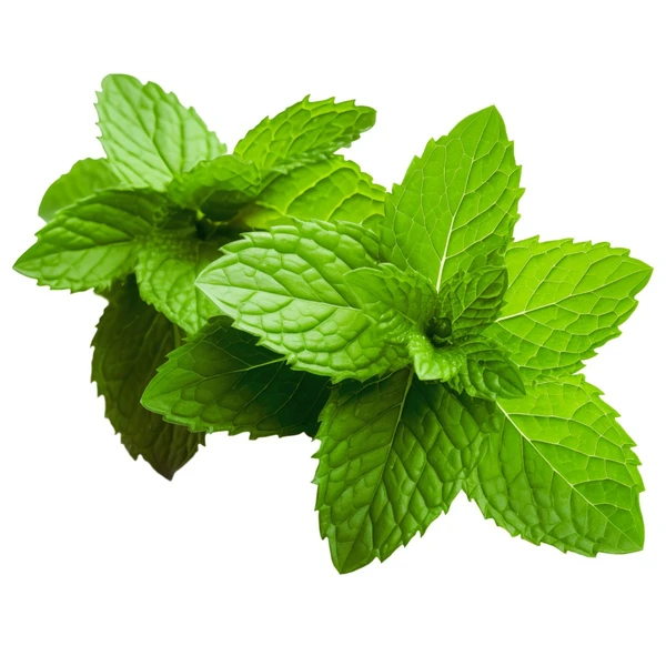 PEPPERMINT (पुदीना )