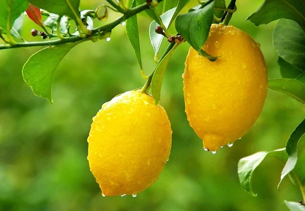 LEMON(निम्बू) - 3