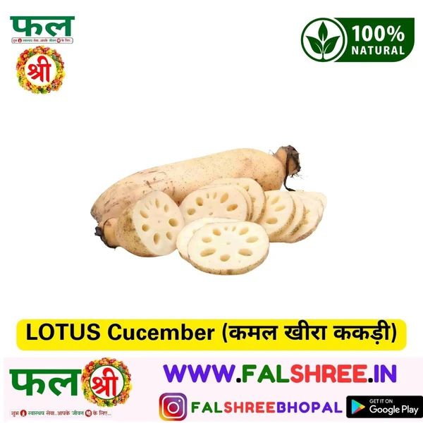 LOTUS Cucember (कमल खीरा ककड़ी)