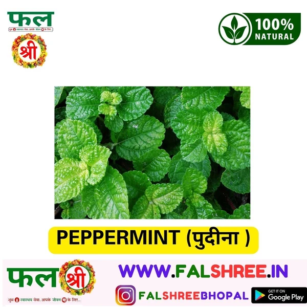 PEPPERMINT (पुदीना )