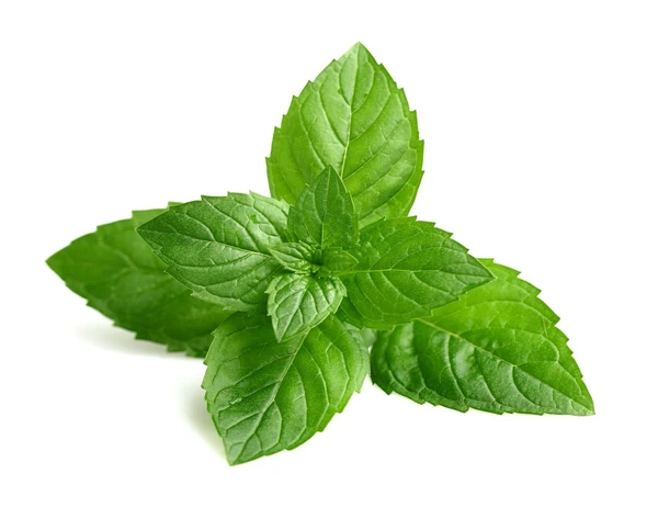 PEPPERMINT (पुदीना )