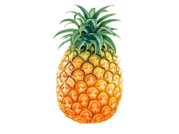 PINAPPLE (अनानस)