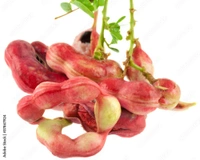 PITHECELLOBIUM DULCE (जंगल जलेबी )